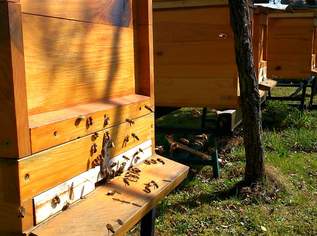 Bienenvolk, 120 €, Marktplatz-Tiere & Tierbedarf in 3425 Gemeinde Tulln an der Donau