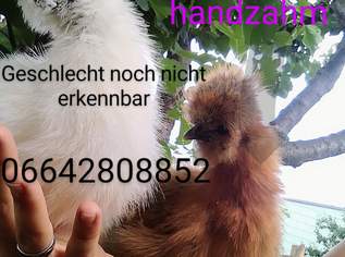 SEIDENHÜHNER , 30 €, Marktplatz-Tiere & Tierbedarf in 2273 Gemeinde Hohenau an der March SEIDENHÜHNER , 30 €, Marktplatz-Tiere & Tierbedarf in 2273 Gemeinde Hohenau an der March