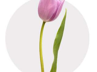 Heimhilfe, Dienstleister & Stellen-Dienstleister in Österreich