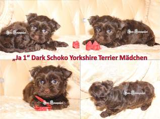 Dark Schoko Yorkshire Terrier Babys. Abgabe ab 23.12.22