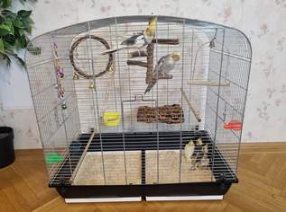 Nymphensittich mit Vogelkäfig , 290 €, Marktplatz-Tiere & Tierbedarf in 1220 Donaustadt