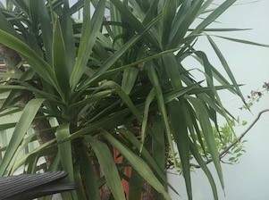 Yucca Palme, 50 €, Haus, Bau, Garten-Balkon & Garten in 1120 Meidling