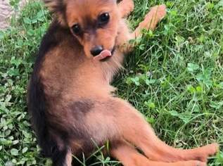 Russkiytoy Welpen , 2300 €, Marktplatz-Tiere & Tierbedarf in 4060 Leonding