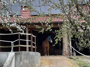Einstellplatz für Diät/ Hufrehe Pferd, 50 €, Marktplatz-Tiere & Tierbedarf in 3508 Gemeinde Paudorf