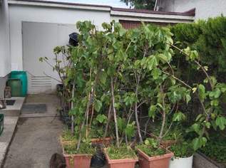 2m Feige im Topf, winterhart. Robust, wohlschmeckende Früchte. Sorte "Honigfeige", 180 €, Haus, Bau, Garten-Balkon & Garten in 1210 Floridsdorf 2m Feige im Topf, winterhart. Robust, wohlschmeckende Früchte. Sorte "Honigfeige", 180 €, Haus, Bau, Garten-Balkon & Garten in 1210 Floridsdorf