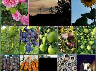 Suche Gemüsebeete, Kleingarten, kleines Grundstück über Sommer, 0 €, Immobilien-Grund und Boden in 1230 Liesing