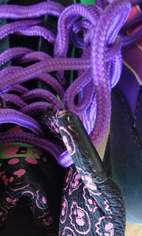 Rollerskates, 69 €, Marktplatz-Sportgeräte & Zubehör in 3133 Gemeinlebarn