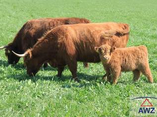 Bauernhof mit Vielfalt im Bezirk Braunau!, 0 €, Immobilien-Häuser in 5280 Aching