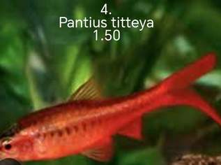 FISCHE auf Adresse, 1.5 €, Marktplatz-Tiere & Tierbedarf in Slowakei