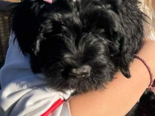 Portugiesische Wasserhunde