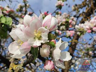 ca. 70 m² Wohnung nähe Gebietskrankenkasse Wels zu vermieten! Euro 690,-, 690 €, Immobilien-Wohnungen in 4600 Wels ca. 70 m² Wohnung nähe Gebietskrankenkasse Wels zu vermieten! Euro 690,-, 690 €, Immobilien-Wohnungen in 4600 Wels