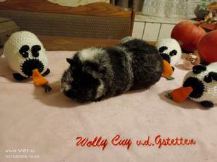 Wolly Cuy -Riesenmeerschweinchen