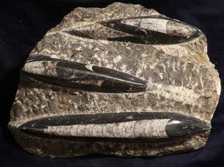 Fossilien / Belemnitenplatte