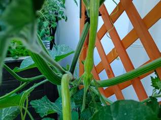 Zuchini - Rarität - Kletterzuchini, 13.5 €, Haus, Bau, Garten-Balkon & Garten in 3950 Gmünd Zuchini - Rarität - Kletterzuchini, 13.5 €, Haus, Bau, Garten-Balkon & Garten in 3950 Gmünd