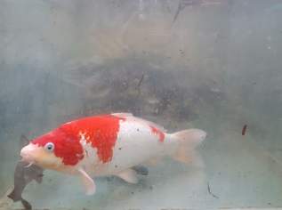 Koi Japankoi Kohaku Platinum Ginrin