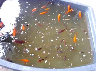 Fische für Gartenteich, 0 €, Marktplatz-Tiere & Tierbedarf in 4931 Mettmach Fische für Gartenteich, 0 €, Marktplatz-Tiere & Tierbedarf in 4931 Mettmach