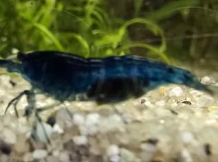 Blue Velvet Blue Velvet