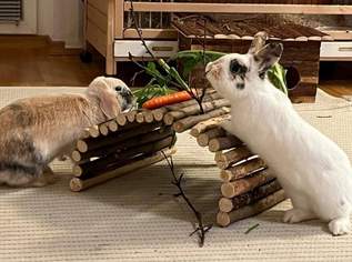 Lara und Loki samt Hope suchen Lebensplatz!, 0 €, Marktplatz-Tiere & Tierbedarf in 2320 Schwechat Lara und Loki samt Hope suchen Lebensplatz!, 0 €, Marktplatz-Tiere & Tierbedarf in 2320 Schwechat