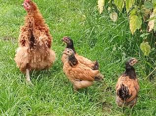 Vorwerkküken , 15 €, Marktplatz-Tiere & Tierbedarf in 3350 Gemeinde Haag Vorwerkküken , 15 €, Marktplatz-Tiere & Tierbedarf in 3350 Gemeinde Haag