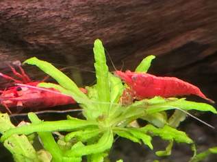 Sakura Red, 4 €, Marktplatz-Tiere & Tierbedarf in 5440 Golling an der Salzach Sakura Red, 4 €, Marktplatz-Tiere & Tierbedarf in 5440 Golling an der Salzach