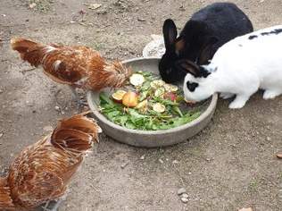 Hasen, 10 €, Marktplatz-Tiere & Tierbedarf in 7000 Eisenstadt Hasen, 10 €, Marktplatz-Tiere & Tierbedarf in 7000 Eisenstadt