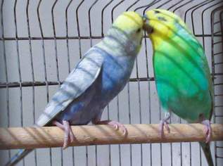 Rainbow Wellis  handzahme Zuchtpaar , 80 €, Marktplatz-Tiere & Tierbedarf in 1140 Penzing