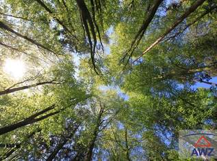 Schöner Wald im Kobernaußerwald zu verkaufen!, 0 €, Immobilien-Grund und Boden in 5231 Weinberg