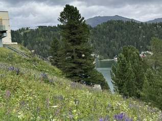 Turracher Höhe - Ein Grundstück mit Seltenheitswert – ideal für eine hochwertige touristische Entwicklung. Baugrundstück für eine Apartmentanlage - DIREKT bei der Piste und der Talstation "Panoramabahn", 840000 €, Immobilien-Grund und Boden in Kärnten Turracher Höhe - Ein Grundstück mit Seltenheitswert – ideal für eine hochwertige touristische Entwicklung. Baugrundstück für eine Apartmentanlage - DIREKT bei der Piste und der Talstation "Panoramabahn", 840000 €, Immobilien-Grund und Boden in Kärnten