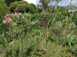 Oleander, 40 €, Haus, Bau, Garten-Balkon & Garten in 3500 Krems an der Donau Oleander, 40 €, Haus, Bau, Garten-Balkon & Garten in 3500 Krems an der Donau