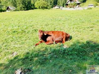 Schnäppchenjäger aufgepasst!! Schöner Baugrund!, 75000 €, Immobilien-Grund und Boden in 4724 Neukirchen am Walde