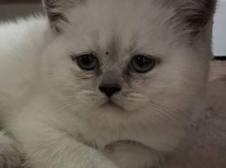 Entzückende British Colourpoint Kitten mit Echtheitszertifikat vom KKÖ, 1100 €, Marktplatz-Tiere & Tierbedarf in 4840 Vöcklabruck