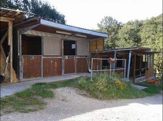 Einstellplatz frei, Außenboxen, 300 €, Marktplatz-Tiere & Tierbedarf in 2392 Gemeinde Wienerwald Einstellplatz frei, Außenboxen, 300 €, Marktplatz-Tiere & Tierbedarf in 2392 Gemeinde Wienerwald