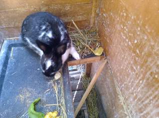 Zwergkaninchen 13wöchig Zwergkaninchen 13wöchig