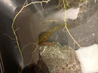 MalawieBarsch - ZU VERSCHENKEN , 0 €, Marktplatz-Tiere & Tierbedarf in 4651 Stadl-Paura