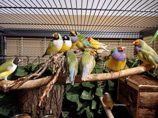 Gouldamadinen , 40 €, Marktplatz-Tiere & Tierbedarf in 1230 Liesing Gouldamadinen , 40 €, Marktplatz-Tiere & Tierbedarf in 1230 Liesing
