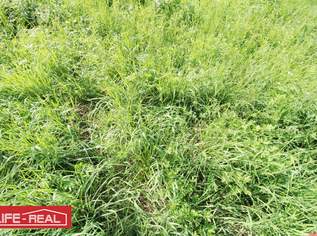 Investitionsmöglichkeit mit Entwicklungspotential - großer Betriebsbaugrund, 599000 €, Immobilien-Gewerbeobjekte in 4240 Freistadt Investitionsmöglichkeit mit Entwicklungspotential - großer Betriebsbaugrund, 599000 €, Immobilien-Gewerbeobjekte in 4240 Freistadt