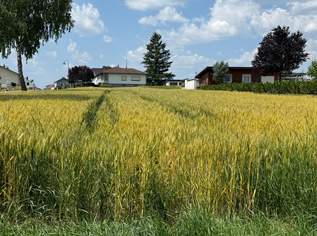 SONNIGES BAUGRUNDSTÜCK ohne Bauzwang, 35000 €, Immobilien-Grund und Boden in 7512 Kohfidisch