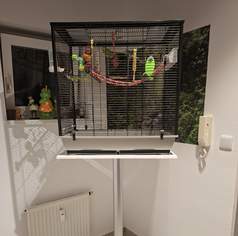Wellensittiche, 0 €, Marktplatz-Tiere & Tierbedarf in 8020 Graz