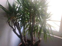 Yucca Palme Yucca Palme