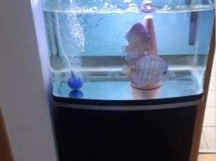 Acrylglas Aquarium , 250 €, Marktplatz-Tiere & Tierbedarf in 8233 Lafnitz Acrylglas Aquarium , 250 €, Marktplatz-Tiere & Tierbedarf in 8233 Lafnitz