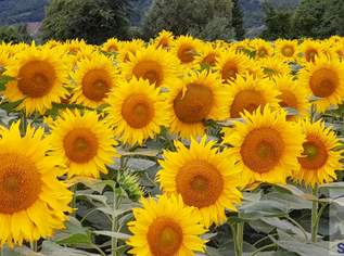 Naturidylle am Badeteich!, 0 €, Immobilien-Häuser in 2452 Wasenbruck Naturidylle am Badeteich!, 0 €, Immobilien-Häuser in 2452 Wasenbruck