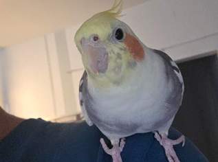 Nymphensittiche Nymphensittiche