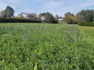 Grundstück im schönen idylischen Südburgenland., 56000 €, Immobilien-Grund und Boden in 7562 Eltendorf Grundstück im schönen idylischen Südburgenland., 56000 €, Immobilien-Grund und Boden in 7562 Eltendorf