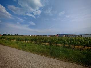 Riesling Weingarten Riede Röthling - PROVISIONSFREI!, 40 €, Immobilien-Grund und Boden in 3495 Rohrendorf bei Krems