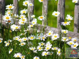 Leistbarer Baugrund zu verkaufen!, 0 €, Immobilien-Grund und Boden in 5251 Höhnhart