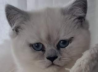 Entzückende British Colourpoint Kitten mit Echtheitszertifikat vom KKÖ, 1100 €, Marktplatz-Tiere & Tierbedarf in 4840 Vöcklabruck Entzückende British Colourpoint Kitten mit Echtheitszertifikat vom KKÖ, 1100 €, Marktplatz-Tiere & Tierbedarf in 4840 Vöcklabruck