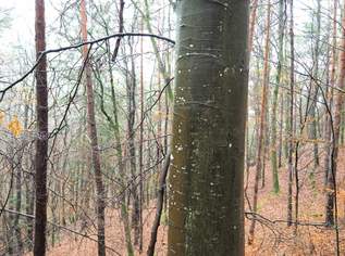 50 Hektar Wald zu verkaufen, 990000 €, Immobilien-Grund und Boden in 7534 Olbendorf