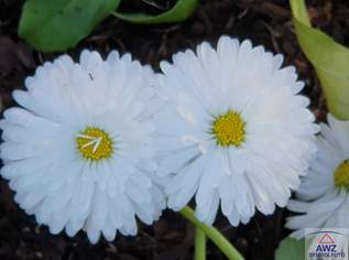 Zu vermieten: Zwei-Zimmer-Wohnung in renoviertem Altbau!, 1200 €, Immobilien-Wohnungen in 1020 Leopoldstadt