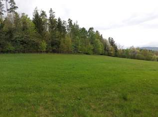 Wald und Wiese mit Hütte, 120000 €, Immobilien-Grund und Boden in 8062 Kumberg