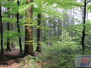 Starker Wald am Mondsee!, 0 €, Immobilien-Grund und Boden in 4854 Oberburgau Starker Wald am Mondsee!, 0 €, Immobilien-Grund und Boden in 4854 Oberburgau
